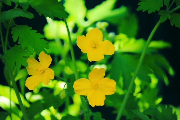 Belas flores amarelas brilhantes entre grama verde — Fotografia de Stock