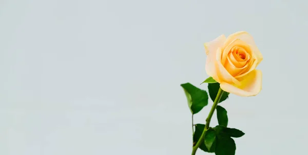 Piękna pojedyncza żółta róża na szarym tle — Zdjęcie stockowe