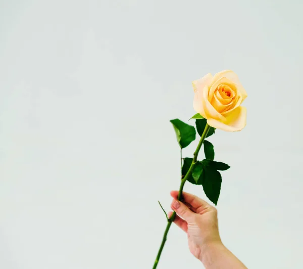 Belle rose jaune unique sur fond gris — Photo