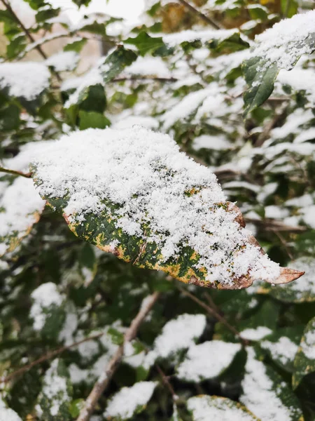 Biały śnieg na zielonych liściach roślin z bliska — Zdjęcie stockowe
