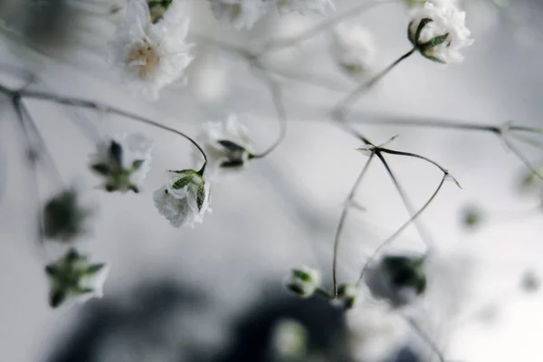 Flor de gypsophila branco no fundo branco em borrão — Fotografia de Stock