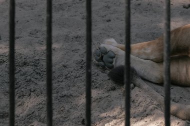 Aslan ve kuyruk pençeleri hayvanat bahçesinde parmaklıkların arkasında.