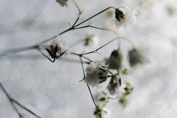 Fleur de gypsophile blanche sur fond blanc dans le flou — Photo