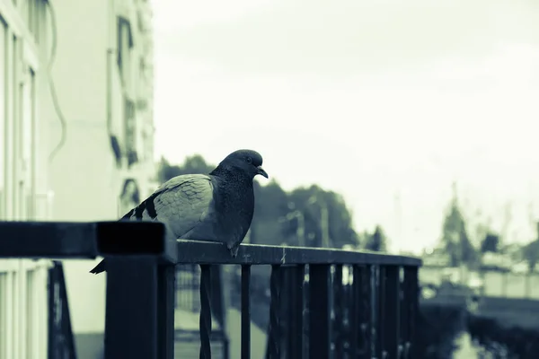Beautiful pigeon close-up sitting on the railing — Stock Photo, Image