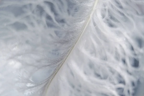 Belo pássaro branco penas close-up, macro, ternura — Fotografia de Stock
