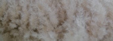 Bej renginde kabarık kurumuş çiçekler. Yaklaş.