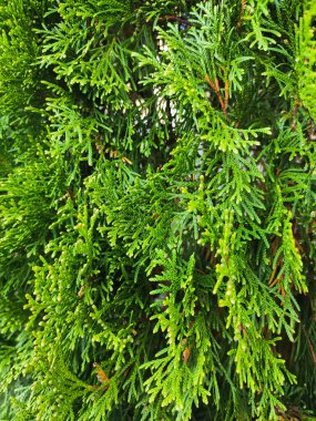 Yeşil thuja 'nın güzel dalları. Yaklaş.