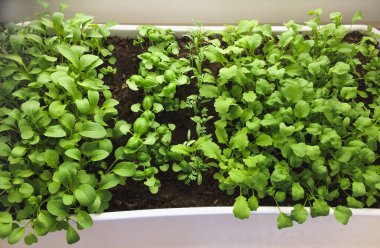 Penceredeki yeşil yatak, pencere kenarındaki sebze bahçesi.