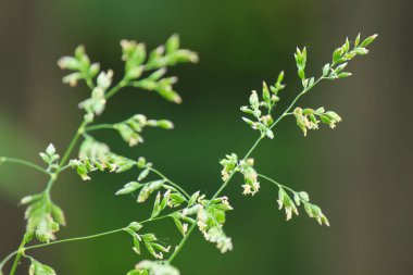 Güzel otlar, doğal alerji, yaz otları.