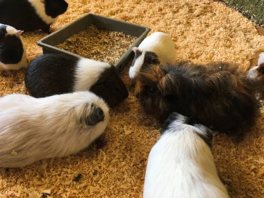 cute guinea pigs of different breeds eat clipart