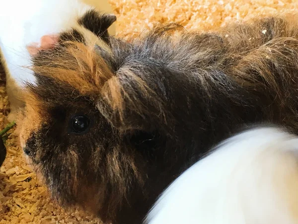 cute guinea pigs of different breeds eat