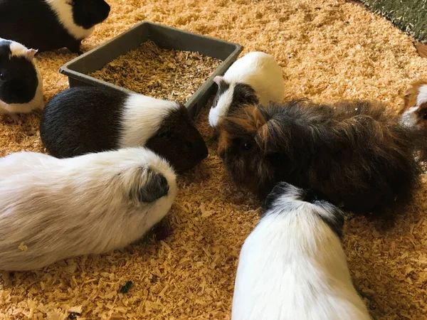 cute guinea pigs of different breeds eat