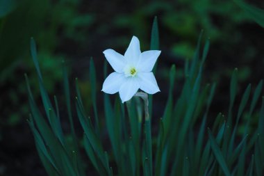 Güzel nergis, yeşillik ve çimlerin arasında ilkbahar çiçeği