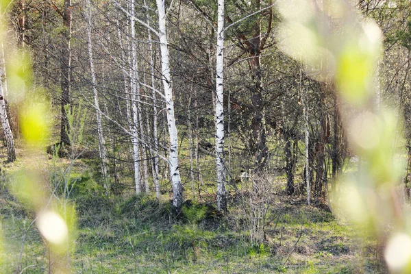 spring landscape, forest wakes up, nature and birches