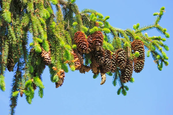 Branche d'épinette avec de beaux gros cônes contre le ciel bleu — Photo