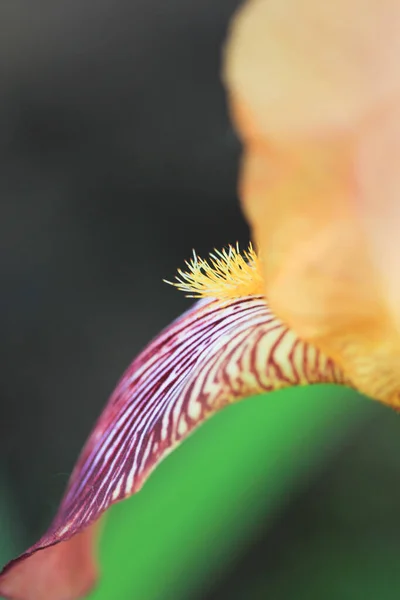 Magnifique iris fleur gros plan sur un fond de verdure — Photo