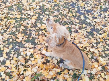 Üzgün köpek sokakta oturur, sahibini bekler.