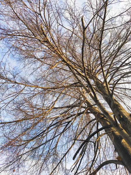 秋には雲や木の枝を持つ青空 — ストック写真