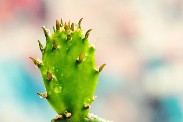 green prickly cactus, beautiful exotic prickly plant, cactus drops