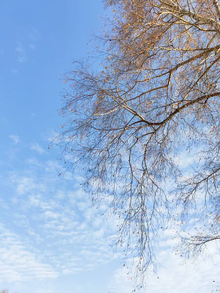 秋には雲や木の枝を持つ青空 — ストック写真
