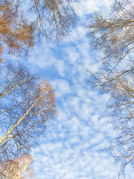 Блакитне небо з хмарами і гілками дерев восени — стокове фото