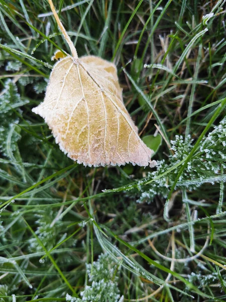 Yellow autumn leaf covered with frost among grass — Stockfoto