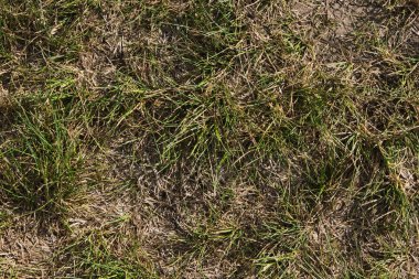 Kurumuş çimenler, yaz kuraklığı, susuzluk, kuraklık.