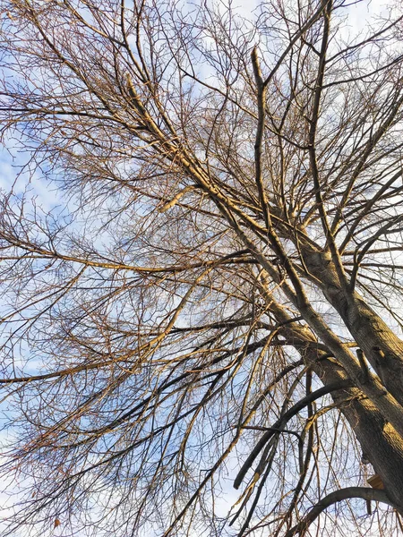 Céu azul com nuvens e galhos de árvores no outono — Fotografia de Stock