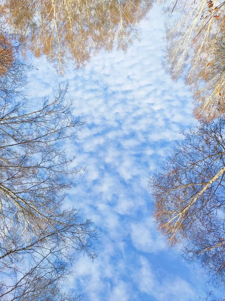 Блакитне небо з хмарами і гілками дерев восени — стокове фото