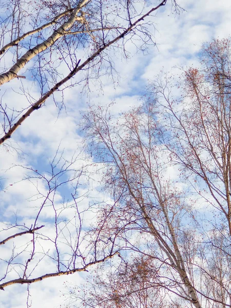 Blå himmel med moln och trädgrenar på hösten — Stockfoto