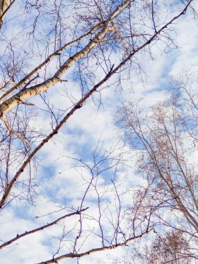 Sonbaharda bulutlu mavi gökyüzü ve ağaç dalları