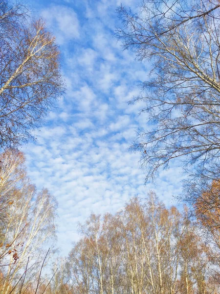 Μπλε ουρανός με σύννεφα και κλαδιά δέντρων το φθινόπωρο — Φωτογραφία Αρχείου