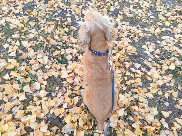 Triste cane siede sulla strada, in attesa del proprietario — Foto Stock