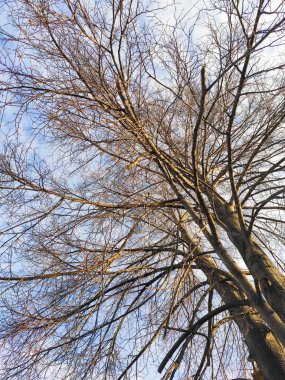 Sonbaharda bulutlu mavi gökyüzü ve ağaç dalları