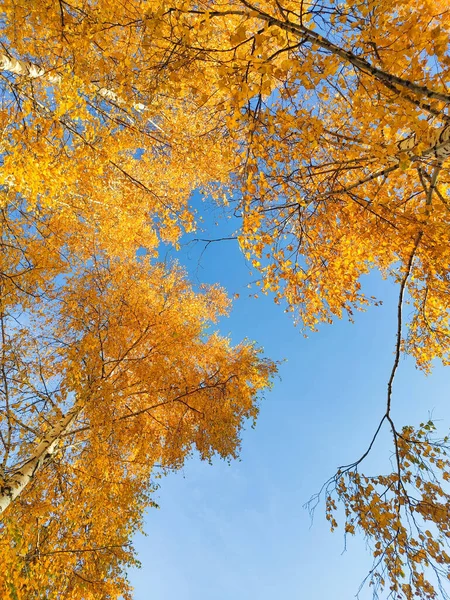 青空に背の高い木々に黄色の紅葉 — ストック写真
