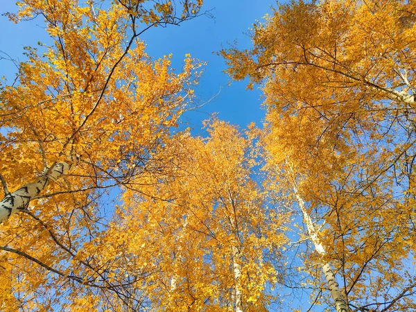 Κίτρινο φθινοπωρινό φύλλωμα στα δέντρα ενάντια στον γαλάζιο ουρανό — Φωτογραφία Αρχείου