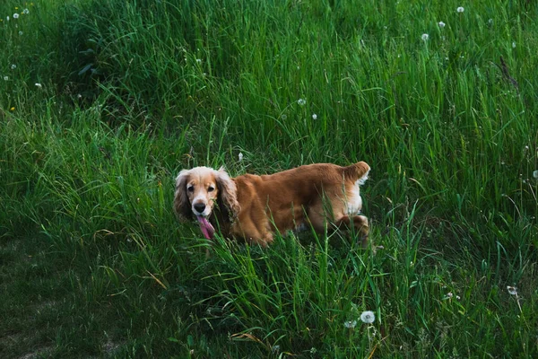 Felice cocker cane spaniel su una passeggiata tra l'erba verde — Foto Stock