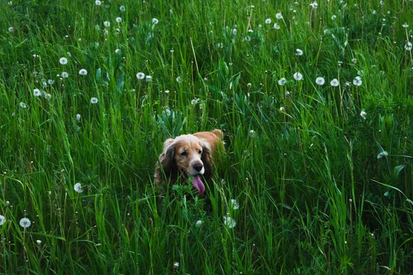 Щасливий кокер спанієль собака на прогулянці серед зеленої трави — стокове фото