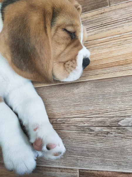 Malé beagle štěně spí, domácí mazlíček odpočívá doma — Stock fotografie
