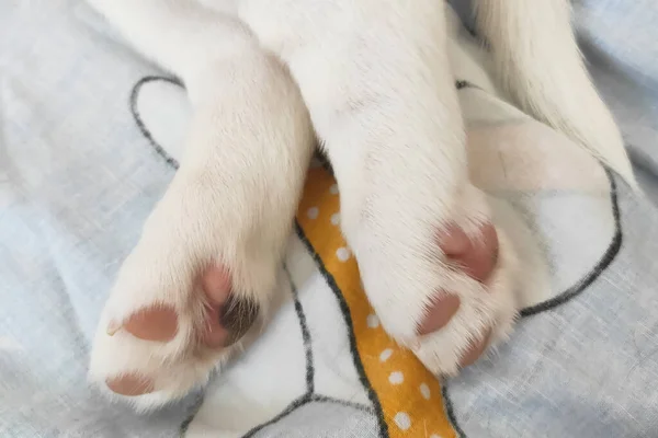 Bonito filhote de cachorro patas, pet dormir, cão pé — Fotografia de Stock