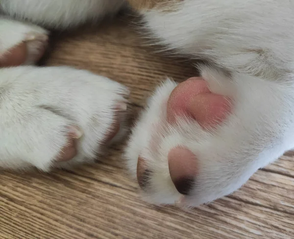 Cute little puppy paws, pet sleeping, dog foot — Stock Photo, Image