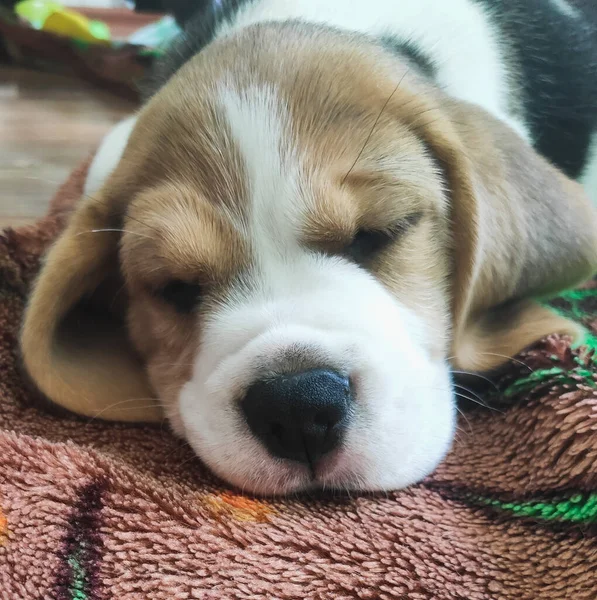 Little beagle puppy is sleeping, pet is resting at home — Stock Photo, Image