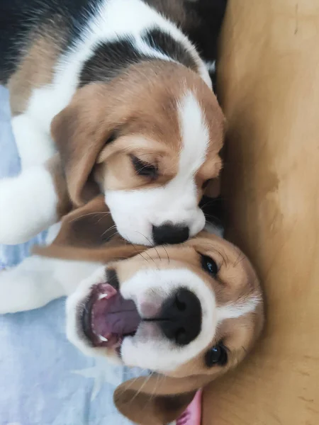 Cuccioli giocano e si mordono a vicenda, animali domestici — Foto Stock