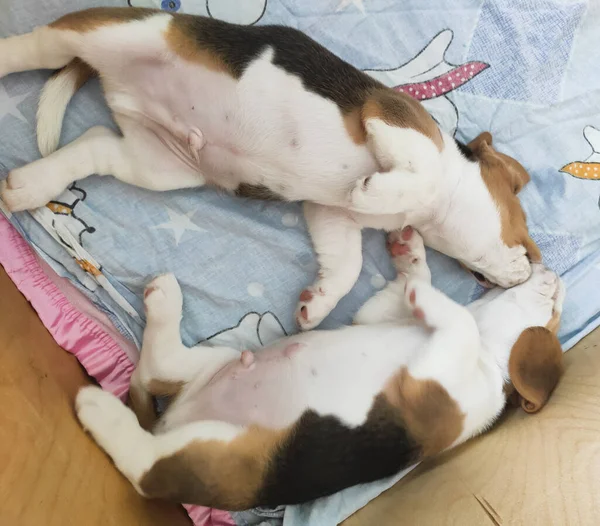 Cachorros brincam e mordem uns aos outros, animais de estimação — Fotografia de Stock