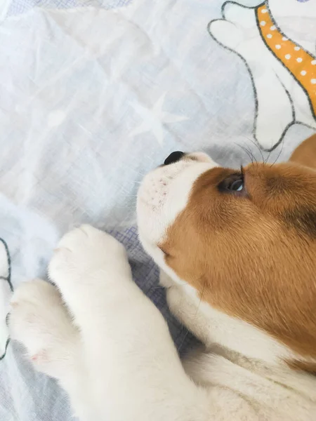 Pequeno e bonito filhote de cachorro beagle jogando em casa — Fotografia de Stock