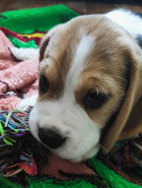 Liten och söt beagle valp leka hemma — Stockfoto