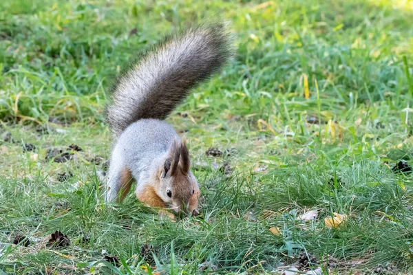 Beautiful Fluffy Gray Orange Squirrel Hides Nut Green Grass Squirrel Stock Picture