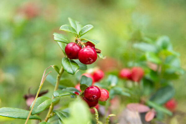 Closeup of bright red lingonberry or cranberry berries on bushes with green leaves, selective focus, natural bokeh. Concept of picking wild berries. Natural background with red berries