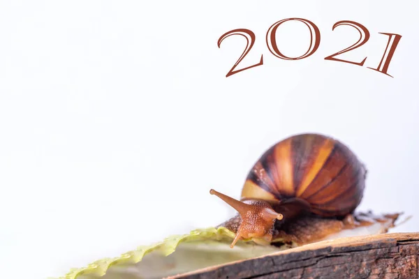 Cartão Ano Novo Caracol Está Rastejando Galho Madeira Inscrição 2021 — Fotografia de Stock