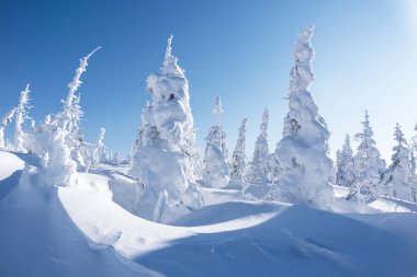 Mükemmel beyaz köknar ağaçları, güneş ışığıyla parlayan ağaçlar ve kar yığınları. Sihirli kış manzarası